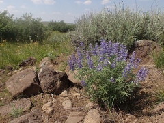 Lupinus caudatus caudatus