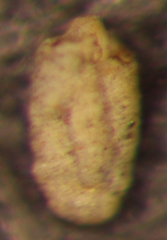 Miliammina fusca
