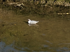 Chroicocephalus ridibundus