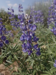 Lupinus caudatus caudatus