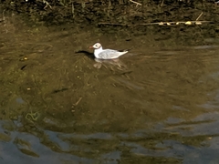 Chroicocephalus ridibundus