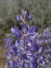 Lupinus caudatus caudatus