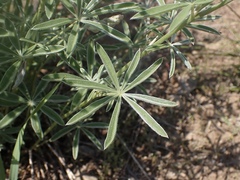 Lupinus caudatus caudatus