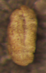 Miliammina fusca