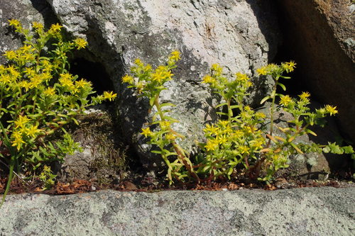 Sedum mexicanum