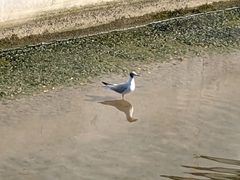 Chroicocephalus ridibundus
