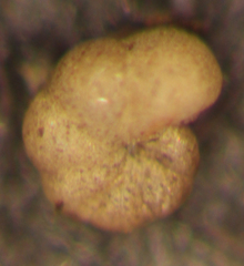 Haplophragmoides subinvolutum