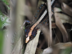 Pholidobolus vertebralis