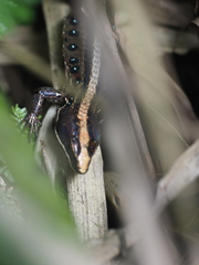 Pholidobolus vertebralis