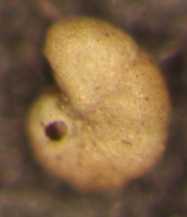 Haplophragmoides subinvolutum