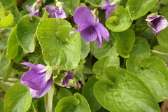 Viola langsdorffii