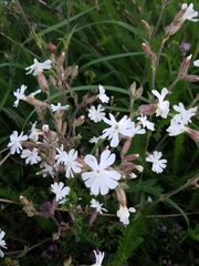 Silene latifolia