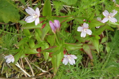 Epilobium anagallidifolium