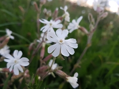 Silene latifolia