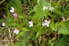 Epilobium anagallidifolium