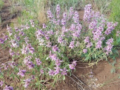 Monarda humilis