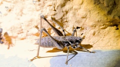 Antaxius spinibrachius