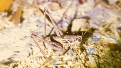 Antaxius spinibrachius