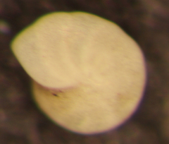 Elphidiella hannai