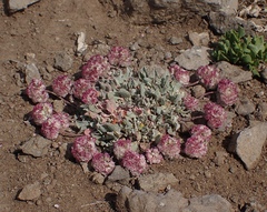 Eriogonum ovalifolium rubidum