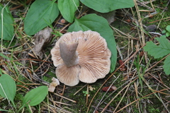 Lactarius mammosus