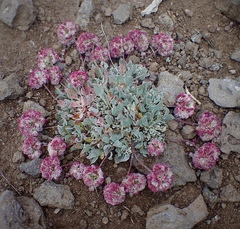 Eriogonum ovalifolium rubidum