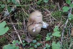 Russula consobrina