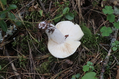 Russula consobrina