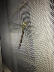 Triacanthagyna septima