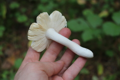 Russula turci
