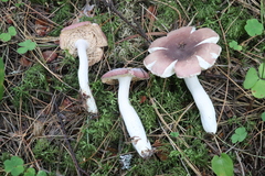 Russula turci