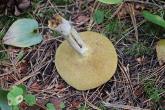 Suillus placidus