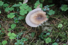Amanita umbrinolutea