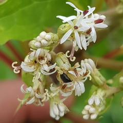 Digitacalia jatrophoides