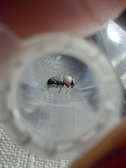 Pachybrachis thoracicus