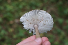Amanita umbrinolutea