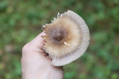 Amanita umbrinolutea