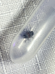 Pachybrachis thoracicus