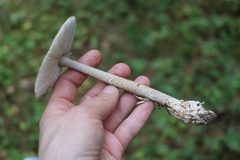 Amanita umbrinolutea