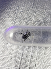 Pachybrachis thoracicus