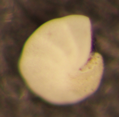 Elphidiella hannai