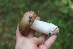 Russula consobrina