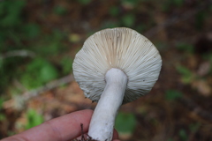 Russula consobrina