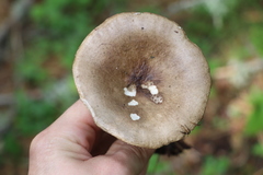 Russula consobrina