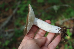 Russula consobrina