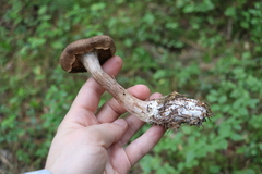 Cortinarius brunneus