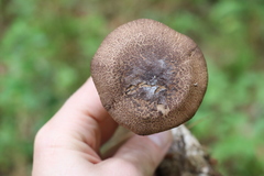 Cortinarius brunneus