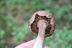 Cortinarius brunneus