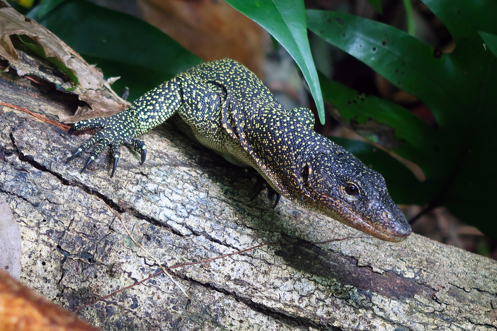 Rennell Island Monitor