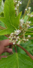 Digitacalia jatrophoides
